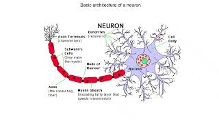 Neurobiology 15 Types of cells in the brain [upl. by Swart]