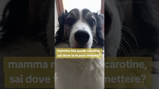 Cani divertenti sweetness 💝 canidivertenti pets caninecutenesscani dogloverhumor pertecane [upl. by Nyvrem]