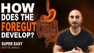 Embryology of the GIT I  Foregut Easy to Understand [upl. by Lux]