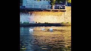 Namur Belgium River La Meuse belgique wallonie travel mallu [upl. by Hardunn352]