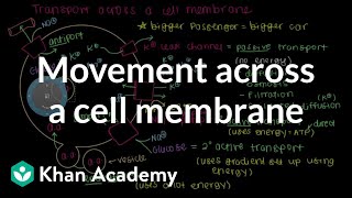 How do things move across a cell membrane  Cells  MCAT  Khan Academy [upl. by Britni]