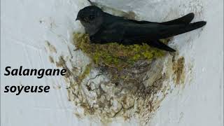 Oiseaux dOcéanie La Salangane à croupion blanc au Séricorne à grand bec [upl. by Aix260]