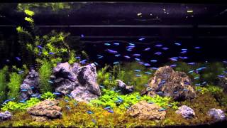 100 cardinal tetra in an aquascaping tank [upl. by Eedyaj707]