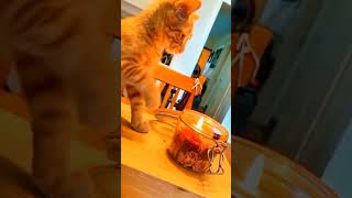 Orange cat behavior cat pets funnypets funnycats shorts [upl. by Adnilab]