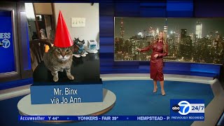 Dani Beckstrom for ABC7 Eyewitness News Super Cat Saturday amp Weather clips for November 4 2023 [upl. by Giavani407]