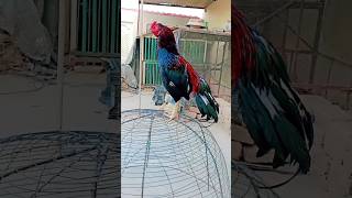 Riddick pure Mianwali Aseel petvlog007 [upl. by Ilyssa]