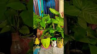 Garden View gardenvibes gardendecor gardenview houseplants [upl. by Bowie]