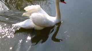 The Swan  De Zwaan  SAINTSAËNS Camille  Le Cygne  Cello [upl. by Laraine]