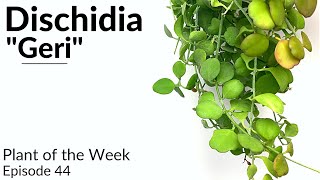 How To Care For Dischidia quotGeriquot  Plant Of The Week Ep 44 [upl. by Danete]