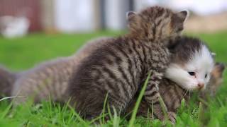 Gatos Bebes Lindos y tiernos en una Canasta maullando [upl. by Courtland]