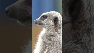 meerkats survival meerkat animal wildlife [upl. by Zeidman]