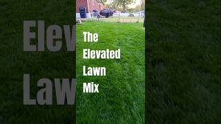 Elevated Lawn Mix Grass seed [upl. by Lynda]