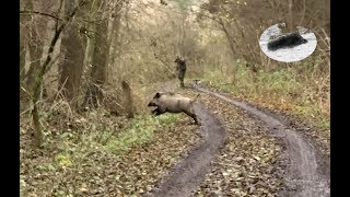 Wild boar hunting best moments in November 2017 [upl. by Comfort]