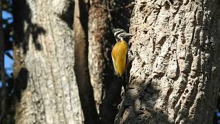 Greater Flameback female feeding [upl. by Vanda]