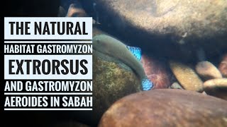 Gastromyzon extrorsus and Gastromyzon aeroides at the habitat Vlog 18 [upl. by Desai]