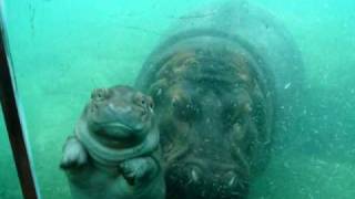 Cute Baby Hippo at San Diego Zoo [upl. by Sybilla722]