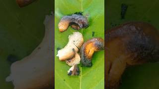 Very simple method for burn to cashew nuts  මේ විදියට කජු පුච්චමුද  shorts cashew jungle [upl. by Pinelli]