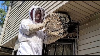 SUPER NEST Yellow Jackets MASSIVE nest inside ceiling  INFESTATION  Wasp Nest Removal [upl. by Llenad]