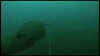 Halibut Strike 3  Filmed Underwater with GoPro Camera [upl. by Yrrok]