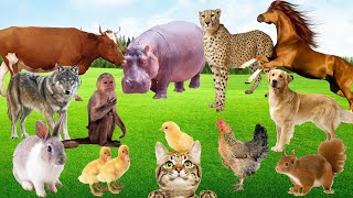 Sounds of Love Cute animal Sounds  Dog cat chicken tortoise elephant cow  Animal sounds [upl. by Nikral190]