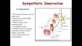 Lecture 13 Innervation and Lymphatics of Abdomen [upl. by Idisahc412]