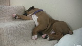 Sleepy 4 Week Old Boxer Puppies [upl. by Eng348]