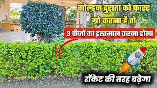 how to grow golden durantha 🔴 golden durantha ko grow kaise kare  golden durantha plant [upl. by Mosa]