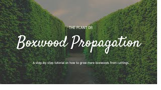 How to propagate Boxwood  How to root Boxwood [upl. by Ettennil]