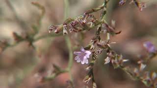 Limonium Soboliferum  ElHito [upl. by Markowitz]