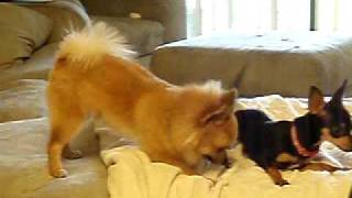 Pomeranian amp Chihuahua Playing [upl. by Barren846]