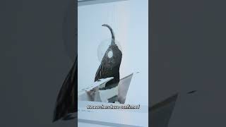 3D Modeling The Smallest Birds in the World [upl. by Asli]