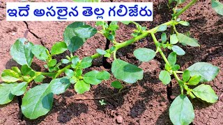 తెల్ల గలిజేరు గురించి మీకు తెలుసా  tella galijeru uses in telugu [upl. by Temhem654]