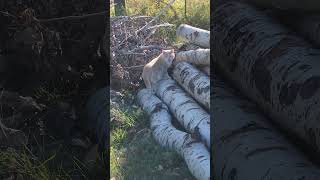 Cat looking for rodents in pile of logs tomcat poplar [upl. by Ros]