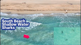 Sharks in Shallow Florida Waters Miami Beach  4K Drone View [upl. by Enelhtak]