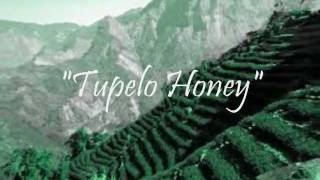 Tupelo Honey  Van Morrison [upl. by Kaylyn]