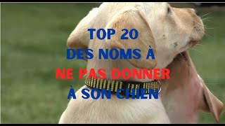 Top 20 des noms à ne pas donner à son chien en 2024 [upl. by Derzon634]