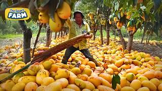 Mangoes Farms HARD WORK This is How They Grow and Harvest MILLIONS of Mangoes [upl. by Octavie]