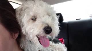 Barney The Schnoodle How To Ride In The Car [upl. by Jerz728]