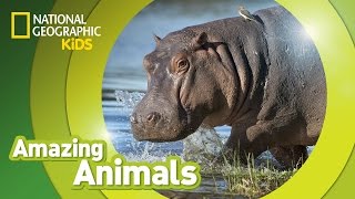 Hippo  Amazing Animals [upl. by Sublett915]