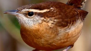 Carolina wren song  call  sounds  Bird [upl. by Akitahs]