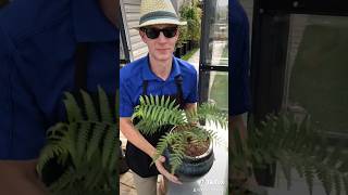 Repotting a Tree Fern into a SelfWatering Pot  Custom Fern Mix Recipe 🌱 soilmix ferns helechos [upl. by Jamilla]