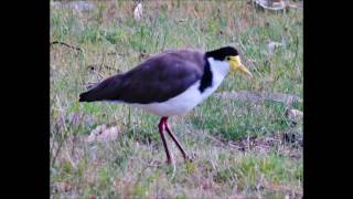 Masked Lapwing Plover bird call and mating [upl. by Manus]