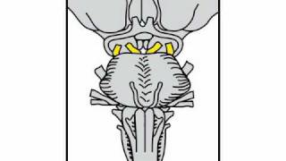 Neurologic Exam Cranial Nerves Anatomy  Cranial Nerve 3 and 4 [upl. by Finnegan]