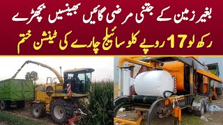 Best Quality Silage Making Process For Dairy Farming in Pakistan  How To Run Silage Business Idea [upl. by Hardi111]