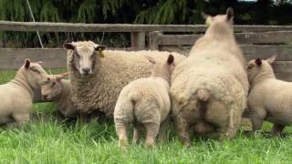 Charollais Sheep Genetics in a Suffolk Stud [upl. by Vilberg226]