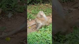 Wildlife monkey in Mohanokor troop monkeyaction monkeybehavior shortsvideo [upl. by Rengaw]