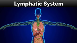 Lymphatic system Explained with 3d Animation [upl. by Oicnedurp]