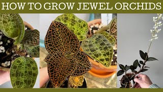 How to grow Jewel orchids basic care and repotting [upl. by Gladis372]