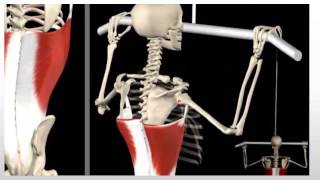 Rhomboids VS Lats  Learn Proper Pulling Ratios [upl. by Air177]