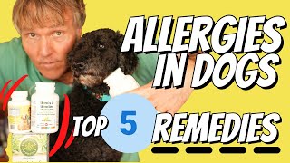 Allergies in Dogs Top 5 Remedies to Stop the Itching [upl. by Laurent499]